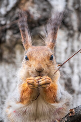Fototapeta premium The squirrel with nut sits on a branches in the spring or summer. Portrait of the squirrel close-up