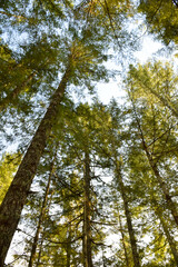 Sunlit trees in the forest looking up
