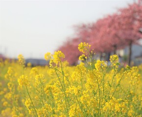 菜の花と早春の桜並木