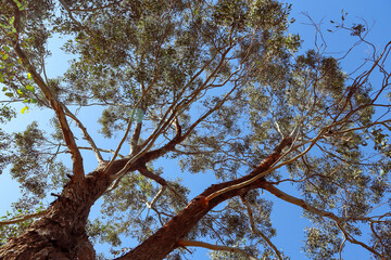 tree branches against sky