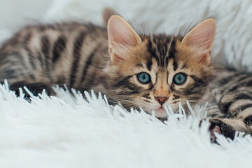 Cute dark grey charcoal long-haired bengal kitten laying on a furry blanket.