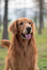 Close-up of golden retriever expression