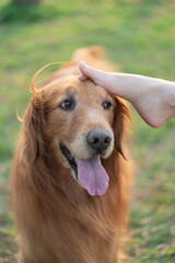 Touching golden retriever's head with foot