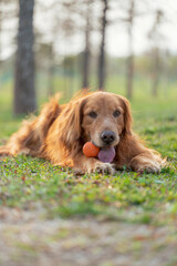 Golden Retriever lying on grass and playing with toy ball