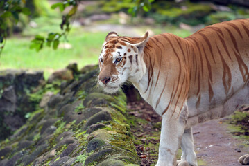Rare golden tiger in their environment