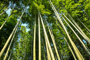 green bamboo forest