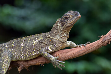 Naklejka na ściany i meble Rhineceros iguana on tree branch