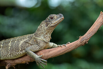 Naklejka na ściany i meble Rhineceros iguana on tree branch