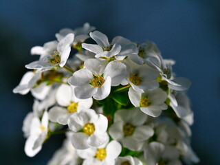 Tokyo, Japan - March 22, 2022:  Thunberg spirea or Spiraea thunbergii or Thunberg's meadowsweet
