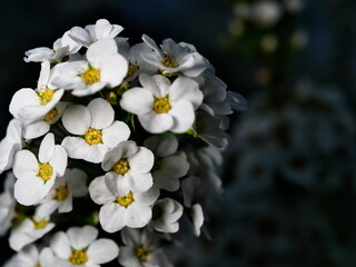 Tokyo, Japan - March 22, 2022:  Thunberg spirea or Spiraea thunbergii or Thunberg's meadowsweet
