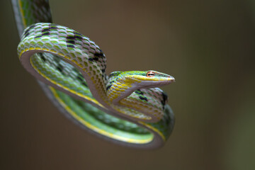 Green vine snake in attack position © DS light photography