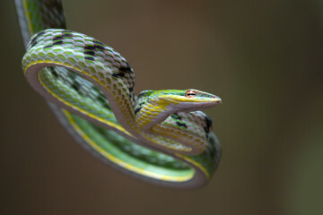 Green vine snake in attack position