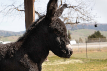 A baby donkey on a field