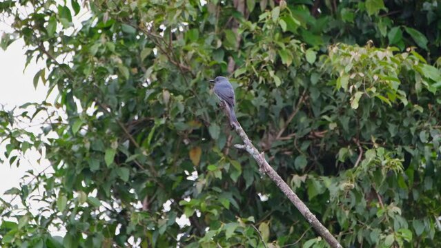 Perched on top of a branch as seen from its back while looking around, Ashy Drongo Dicrurus leucophaeus, Khao Yai National Park, Thailand.