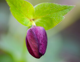 Helleborus hybrid