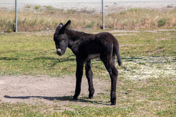 A baby donkey on a field