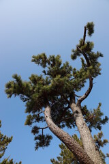 青空と背の高い木