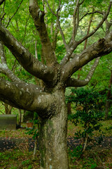Beautiful scenery of old trees at Shizuoka prefectural forest park, Japan.	
