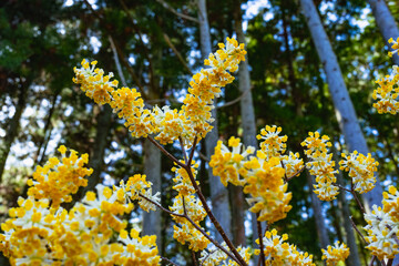 西方寺のミツマタ