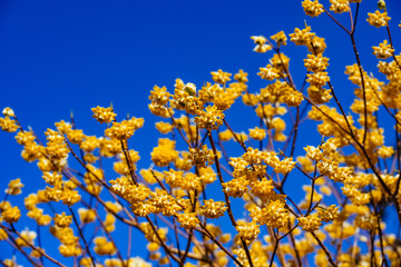 西方寺のミツマタ