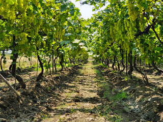 Fototapeta na wymiar Close up image of harvesting Green grapes with green leaves, fresh fruits.