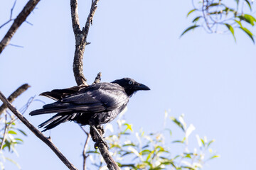 Torresian Crow in Queensland Australia