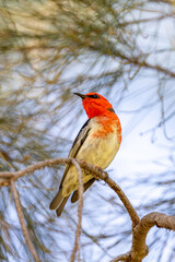 Scarlet Myzomela Honeyeater in Queensland Australia