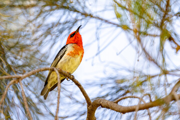 Scarlet Myzomela Honeyeater in Queensland Australia