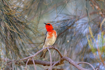 Scarlet Myzomela Honeyeater in Queensland Australia