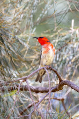 Scarlet Myzomela Honeyeater in Queensland Australia