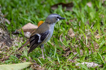 Fototapeta premium Grey-headed Robin in Queensland Australia