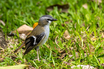 Obraz premium Grey-headed Robin in Queensland Australia