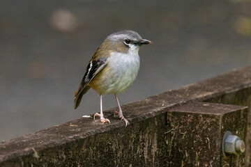 Fototapeta premium Grey-headed Robin in Queensland Australia