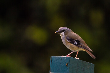 Grey-headed Robin in Queensland Australia