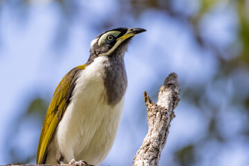 Blue-faced Honeyeater in Queensland Australia