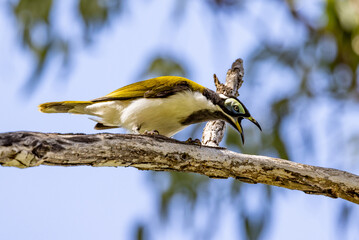 Blue-faced Honeyeater in Queensland Australia