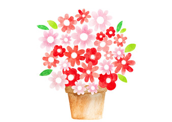 赤い花　水彩画