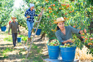 Young asian woman farmer harvesting ripe pears from tree in fruit garden