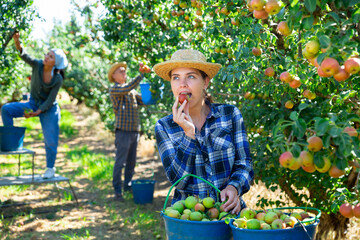 Girl, man and woman harvesting pears in big garden. Girl eating pear.