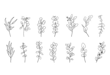 Fototapeta na wymiar Set of Eucaliptus branches line art drawing. Vector outline illustration with leaves isolated on white background. Botanical plant