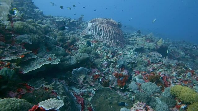 drifting over a healthy coral reef with colourful reef fish in the tropics
