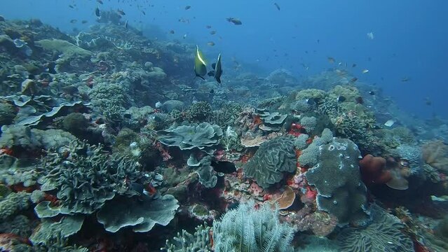 colourful tropical reef fish above a healthy coral reef.