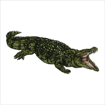 Hand drawn crocodile. Isolated sketch of reptile. Vintage figure. Linear graphic design.