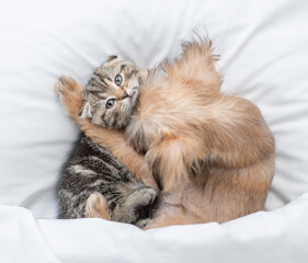 Lovely Brussels Griffon puppy hugs tiny tabby kitten under white warm blanket on a bed at home. Top...