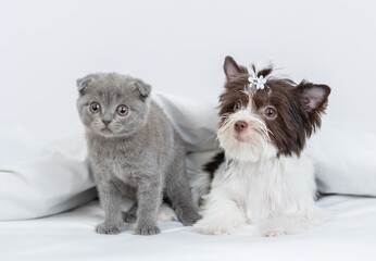 Fototapeta na wymiar Cute Biewer yorkshire terrier and tiny kitten sit together under warm blanket on a bed at home