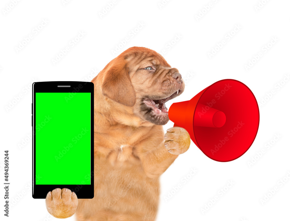 Poster Mastiff puppy screaming into a megaphone and holds smartphone with empty green screen. isolated on white background