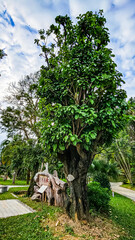 Botanical Landscape of Xinglong South Medicine Garden, Hainan Province, China