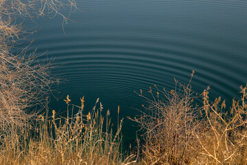 Dried yellow grass on the background of water with diverging circles