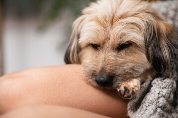 Naklejka na ściany i meble Close-up view of a mongrel dog asleep on a woman's legs.