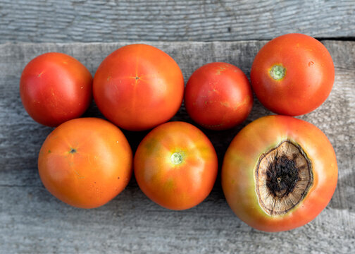 Sick tomato fruit affected by disease vertex rot near ripe red tomatoes on wooden background